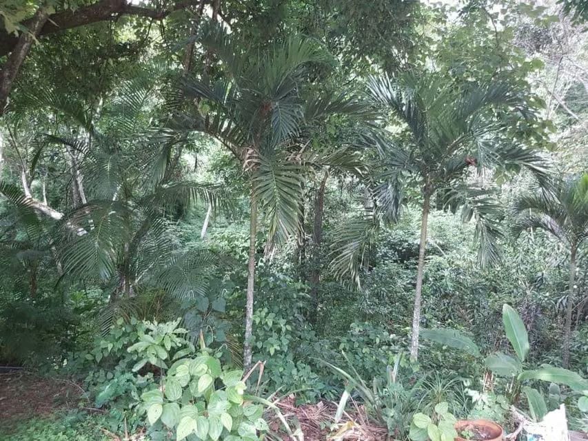 Terreno (Comercial) en Venta en Guataparo, Carabobo - 13
