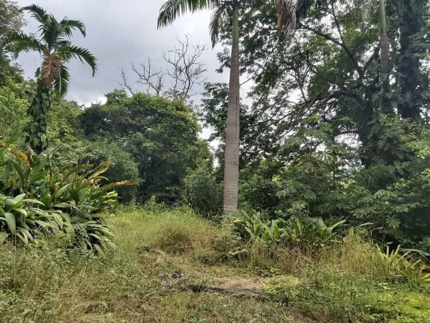 Terreno (Comercial) en Venta en Guataparo, Carabobo - 16