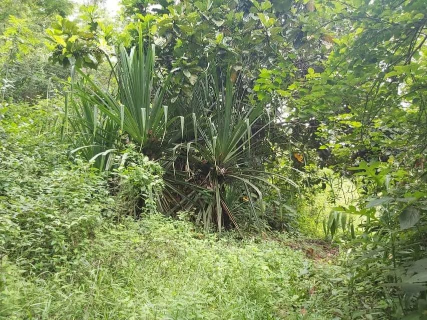 Terreno (Comercial) en Venta en Guataparo, Carabobo - 29