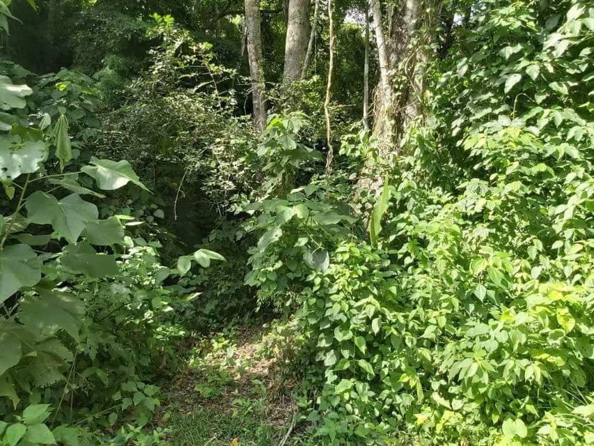 Terreno (Comercial) en Venta en Guataparo, Carabobo - 33