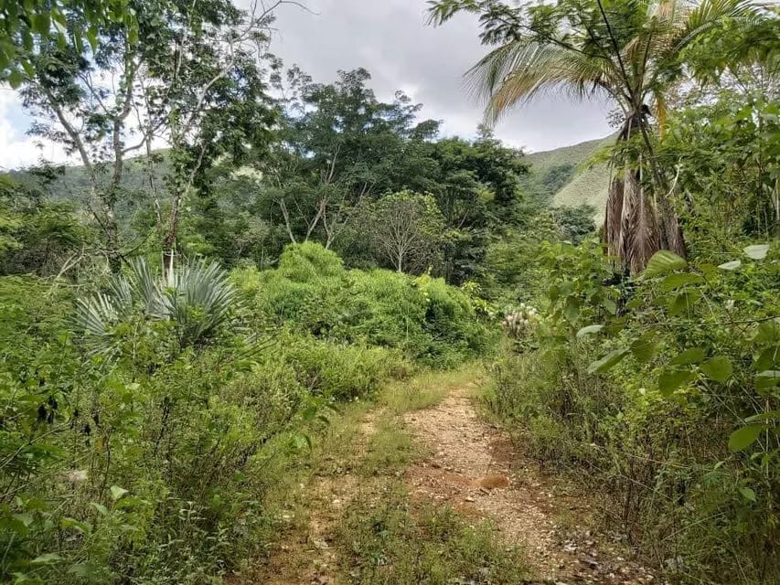 Terreno (Comercial) en Venta en Guataparo, Carabobo - 10