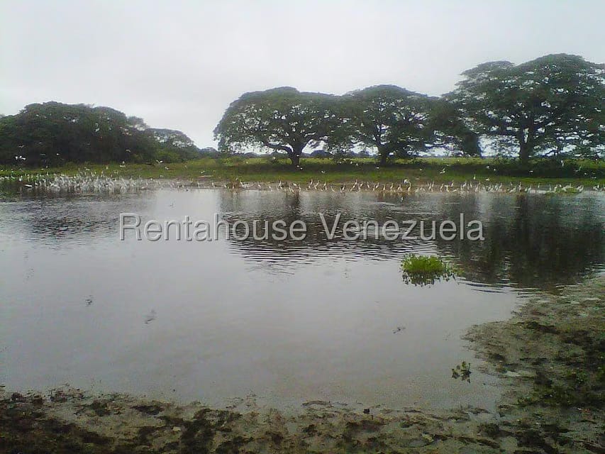 Terreno (Finca) en Venta en Arismendi, Barinas - 14