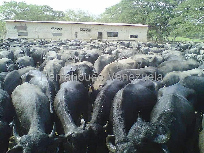 Terreno (Finca) en Venta en Arismendi, Barinas - 3
