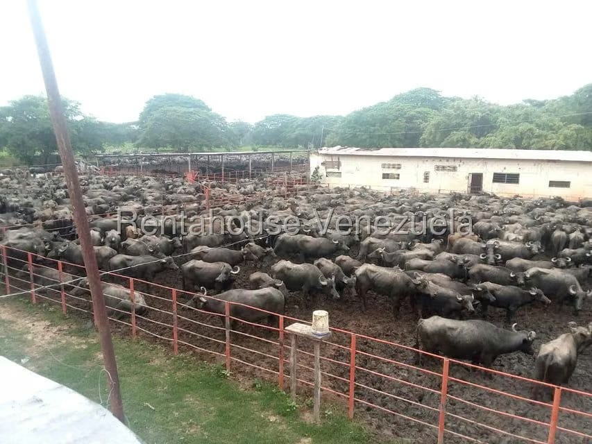 Terreno (Finca) en Venta en Arismendi, Barinas - 6