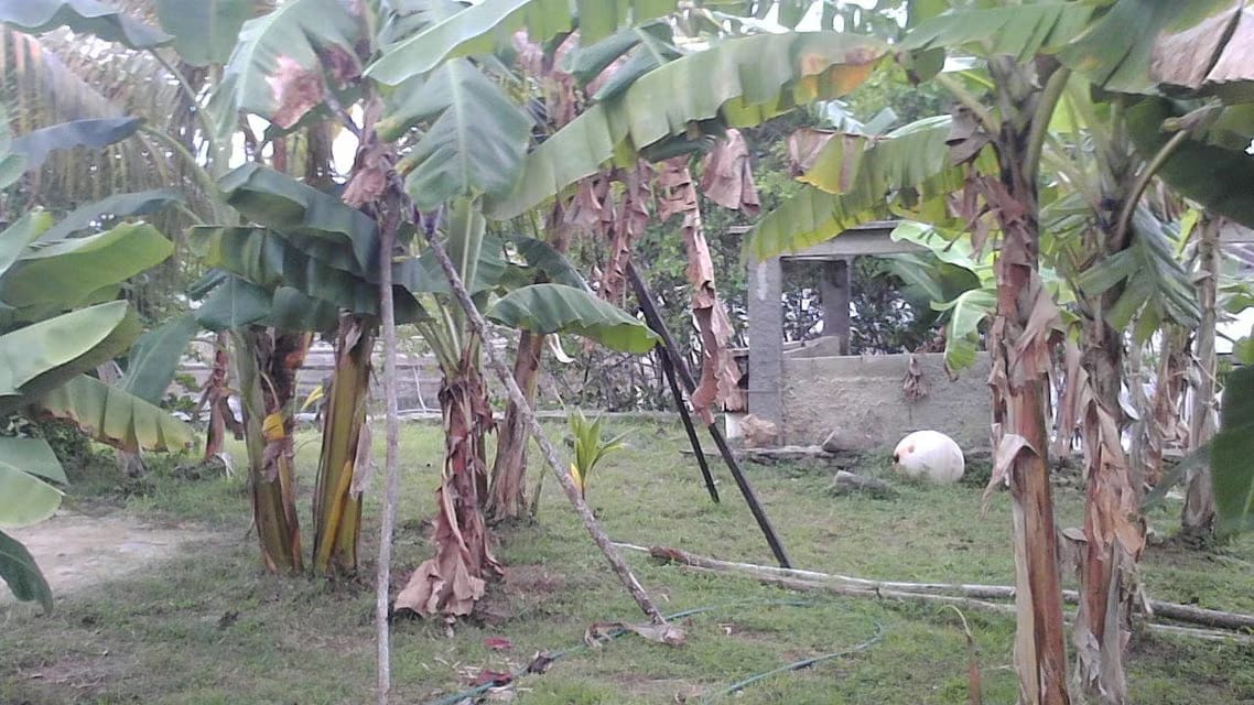 Terreno (Residencial) en Venta en Higuerote, Miranda - 10