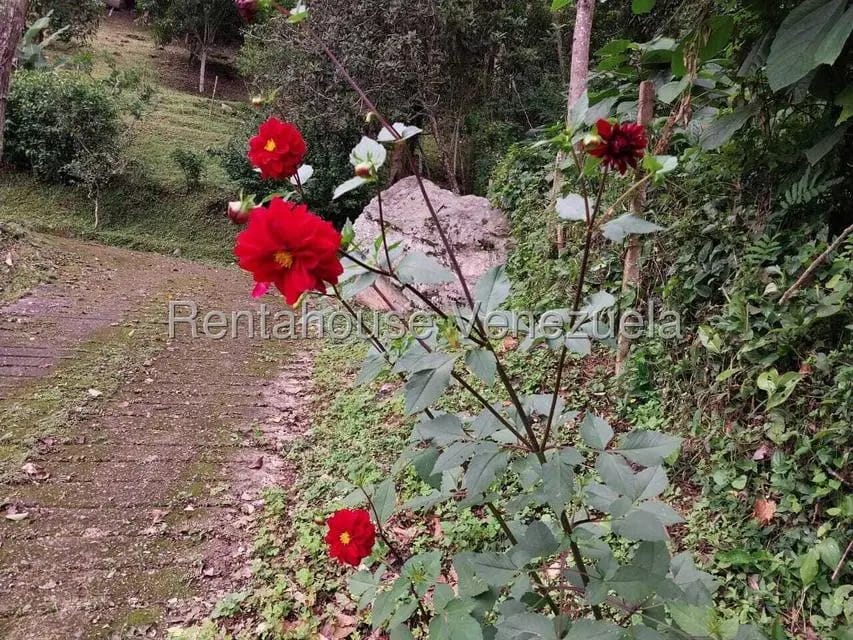 Casa (Casas de Campo) en Venta en Parcelamiento El Prado, Miranda - 22