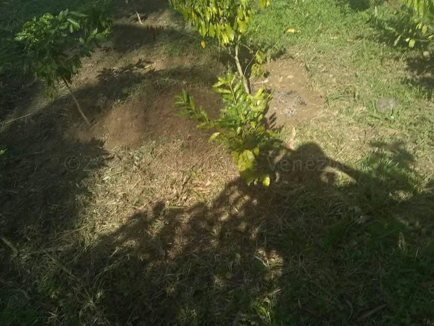 Terreno (Comercial) en Venta en Centro, Portuguesa - 14