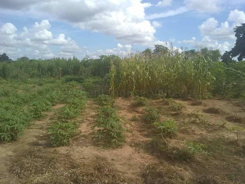 Terreno (Comercial) en Venta en Centro, Portuguesa - 16