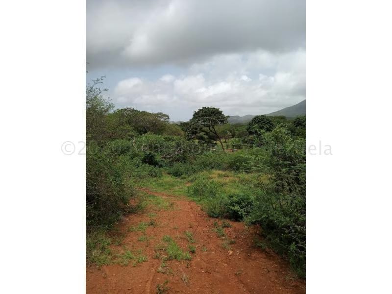 Terreno (Residencial) en Venta en La Asuncion, Nueva Esparta - 4
