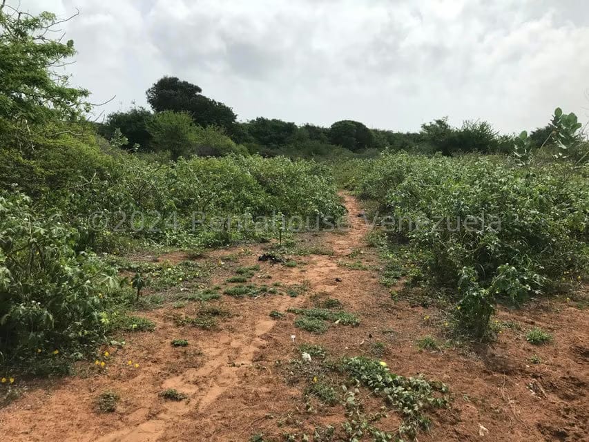 Terreno (Comercial) en Venta en El Tirano, Nueva Esparta - 10