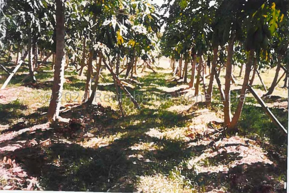 Terreno (Finca) en Venta en Villas de San Fernando, Miranda - 12