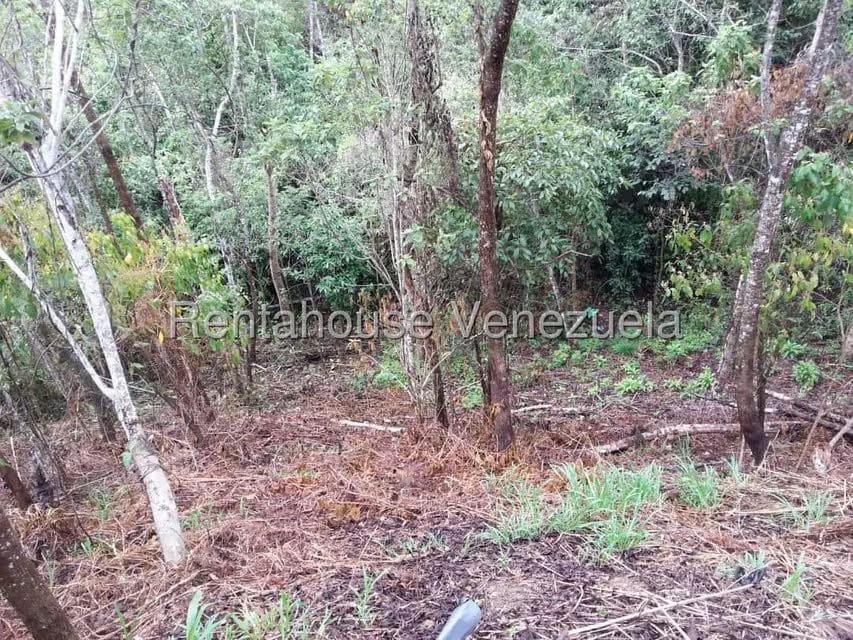Terreno (Finca) en Venta en La Niebla, Vargas - 13