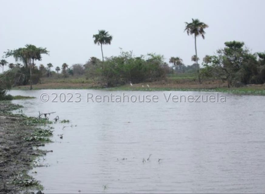 Terreno (Finca) en Venta en Turen, Portuguesa - 4