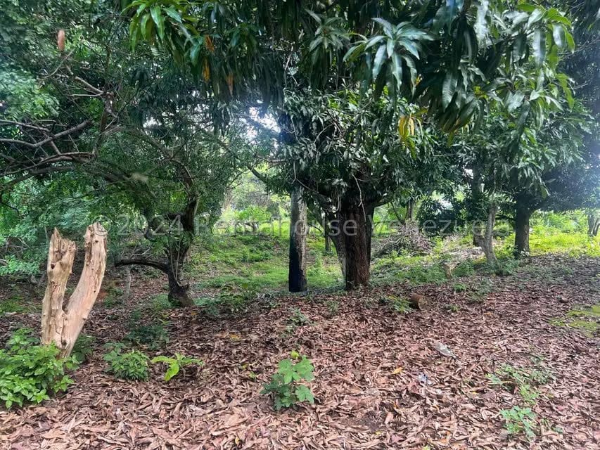 Casa (1 Nivel) en Venta en Distrito San Casimiro, Aragua - 15