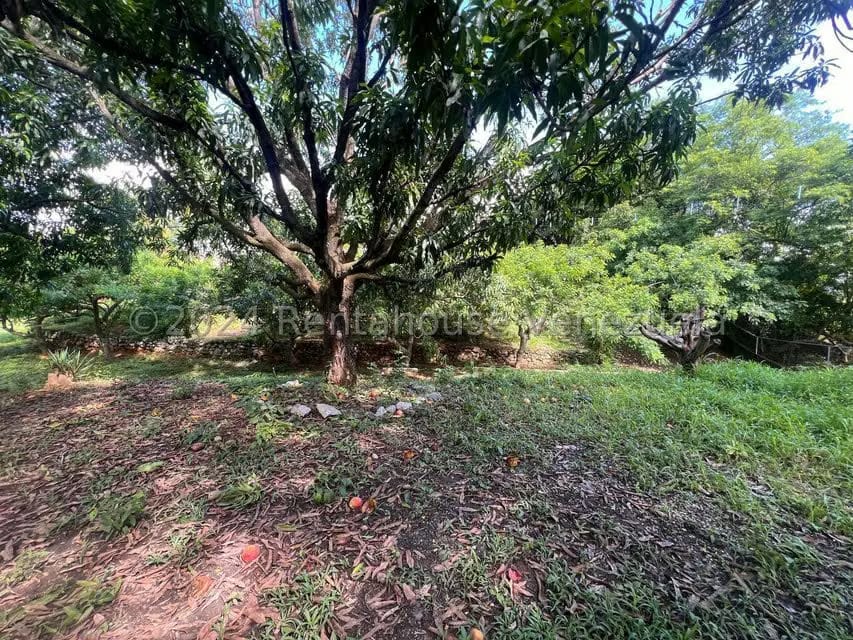 Casa (1 Nivel) en Venta en Distrito San Casimiro, Aragua - 10