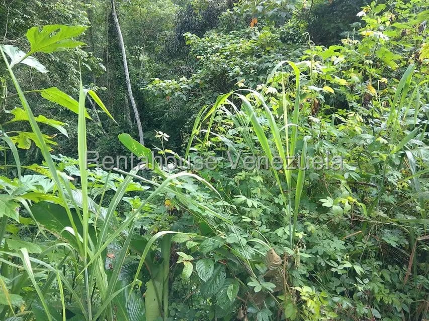 Terreno (Residencial) en Venta en El Hatillo, Distrito Metropolitano - 4