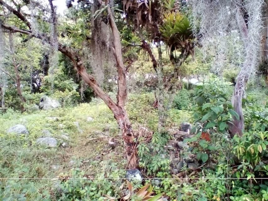 Terreno (Residencial) en Venta en El Valle, Merida - 14