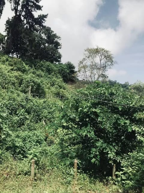 Terreno (Comercial) en Venta en La Virgencita, Vargas - 45