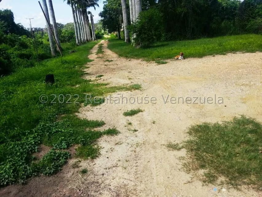 Terreno (Finca) en Venta en Higuerote, Miranda - 36