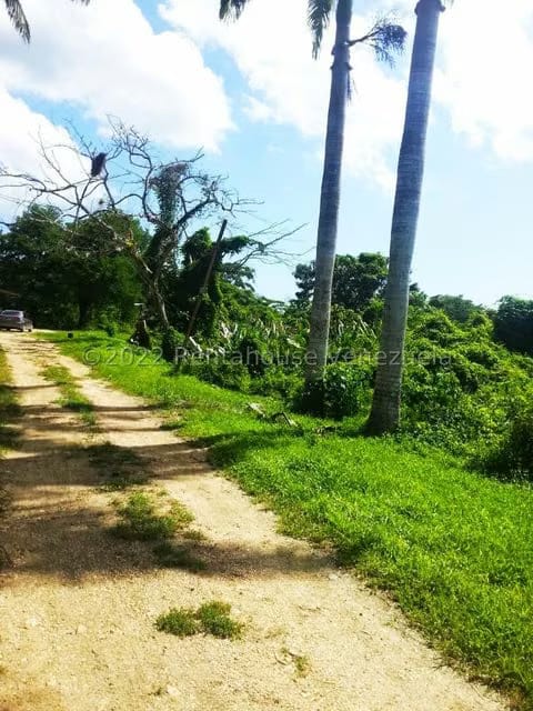 Terreno (Finca) en Venta en Higuerote, Miranda - 42