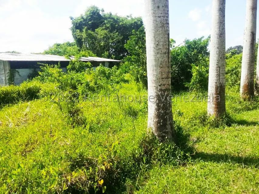 Terreno (Finca) en Venta en Higuerote, Miranda - 49
