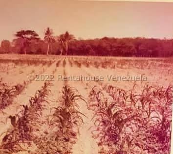 Terreno (Finca) en Venta en Higuerote, Miranda - 58