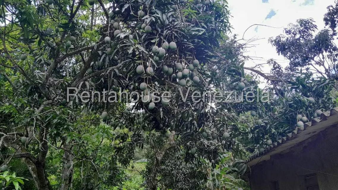 Terreno (Finca) en Venta en Villa Capseoj, Miranda - 8
