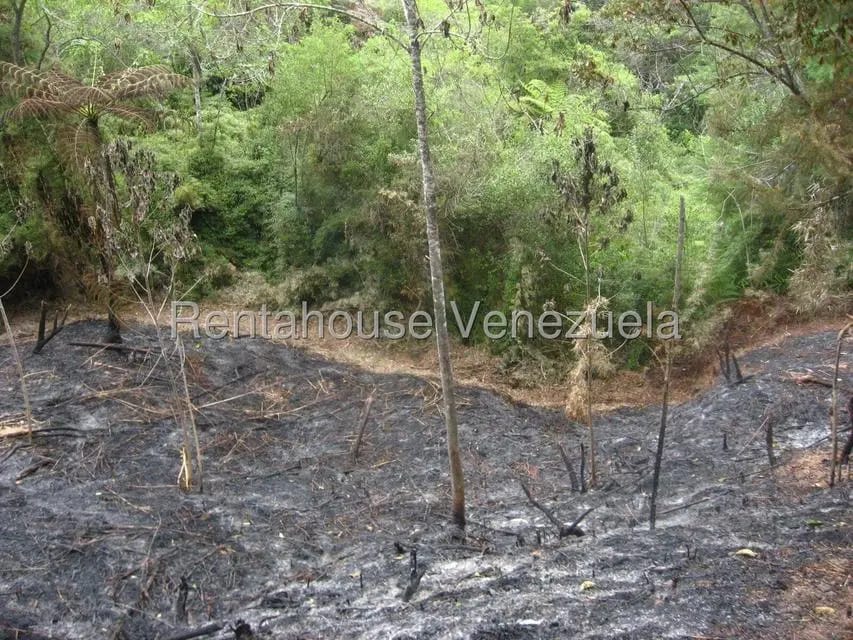 Terreno (Comercial) en Venta en La Colonia Tovar, Aragua - 4