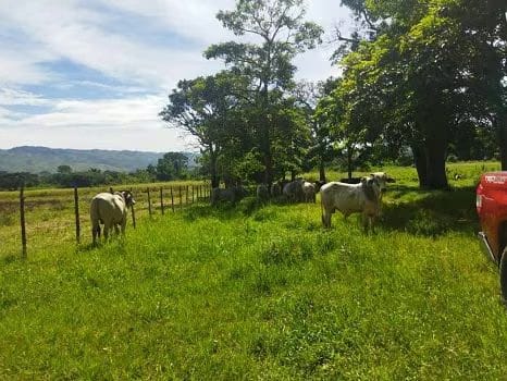 HACIENDA EN VENTA EN BEJUMA - 7