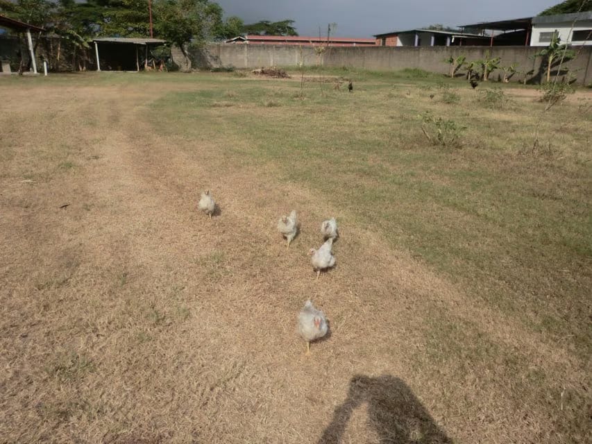 Terreno (Comercial) en Venta en Av General Miguel Acevedo, Miranda - 14