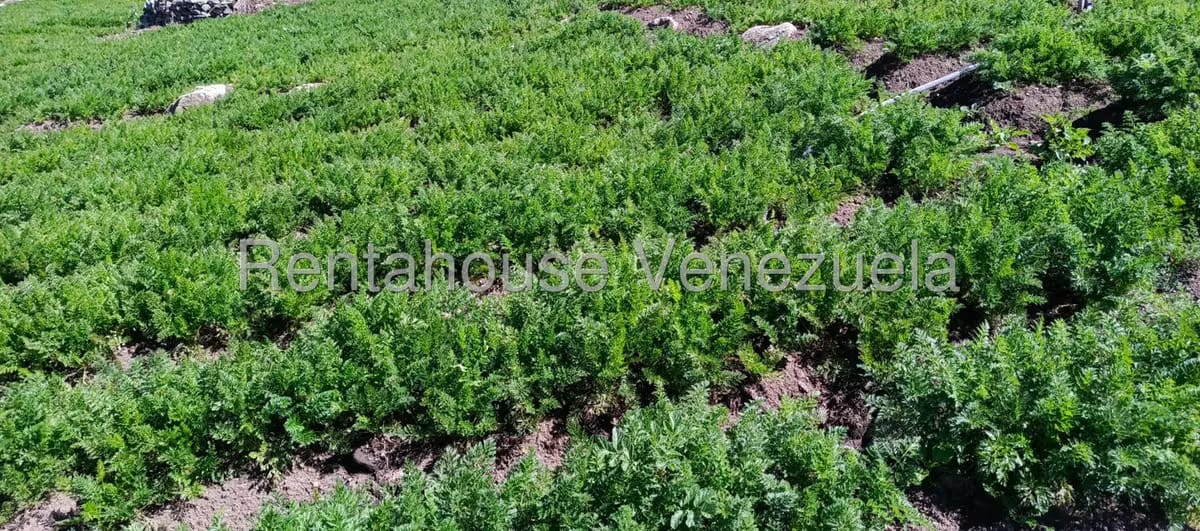 Terreno (Finca) en Venta en El Valle, Merida - 20