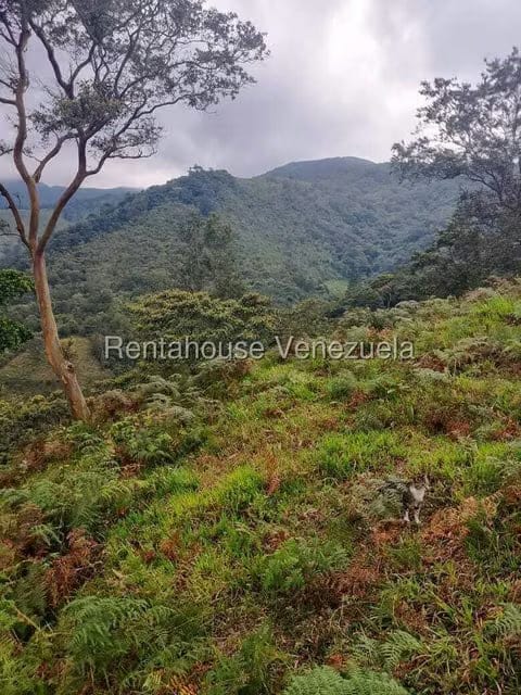 Terreno (Finca) en Venta en Centro, Tachira - 11