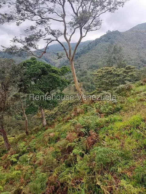 Terreno (Finca) en Venta en Centro, Tachira - 12