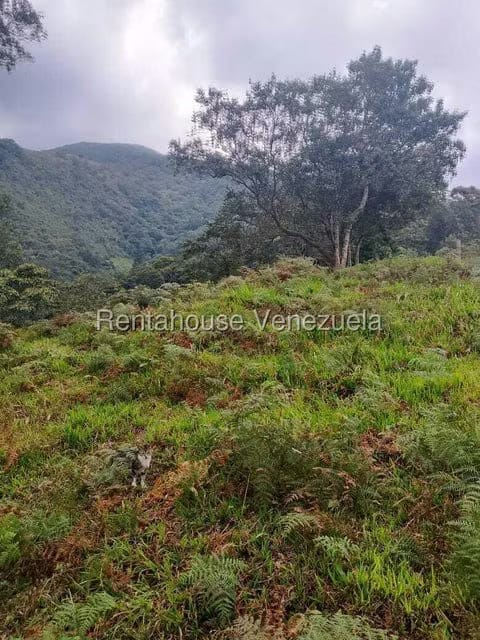 Terreno (Finca) en Venta en Centro, Tachira - 13