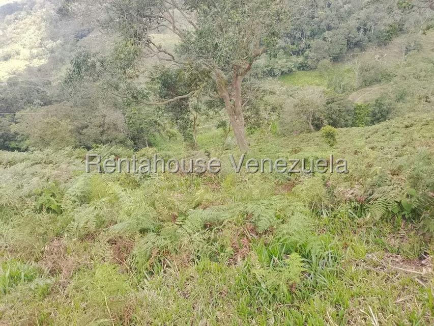 Terreno (Finca) en Venta en Centro, Tachira - 14