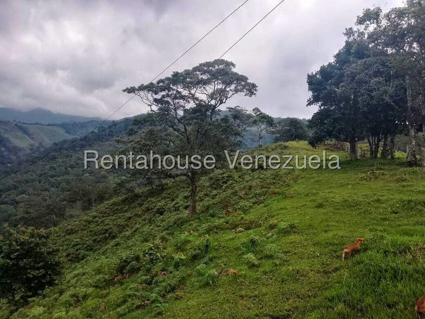 Terreno (Finca) en Venta en Centro, Tachira - 19
