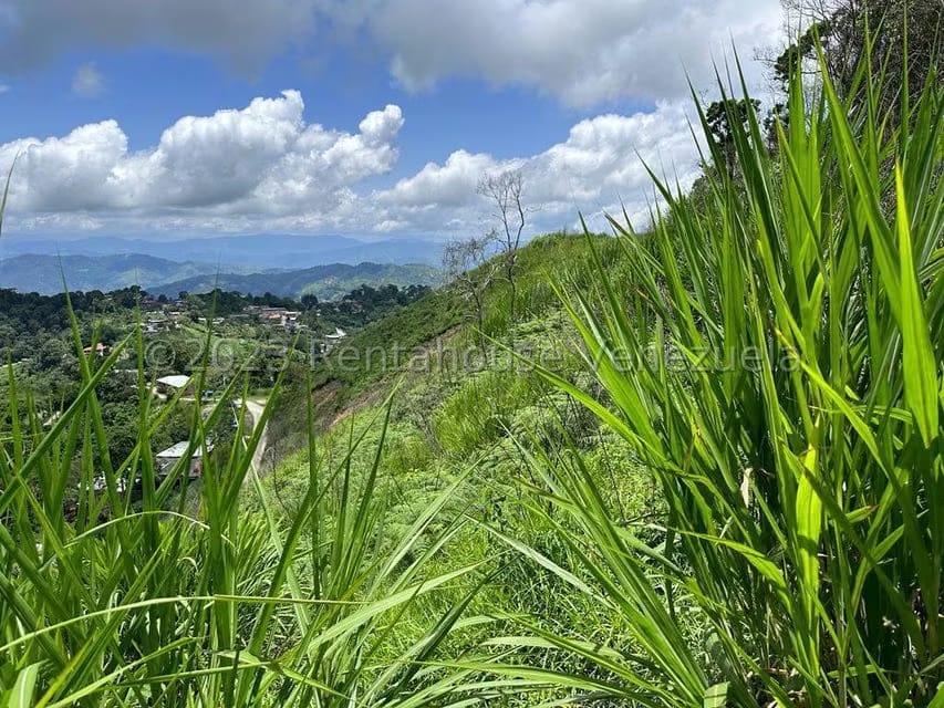 Terreno (Finca) en Venta en El Limon, Miranda - 3