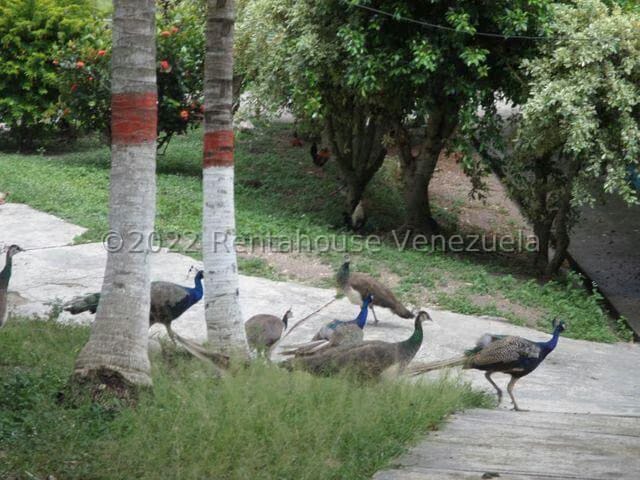 Terreno (Finca) en Venta en El Manzano, Lara - 6