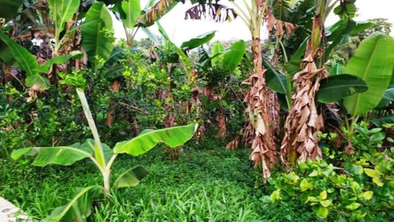 Terreno (Finca) en Venta en Canoabo, Carabobo - 21