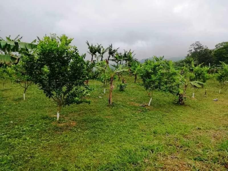 Terreno (Finca) en Venta en Canoabo, Carabobo - 35
