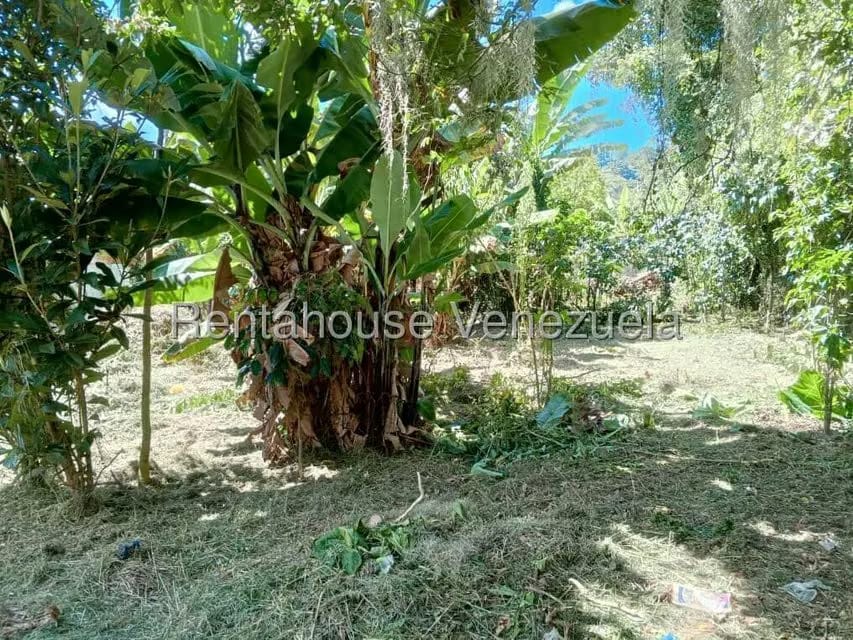 Terreno (Residencial) en Venta en Primera Sabana, Trujillo - 5
