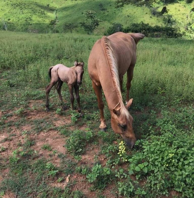 Finca agroturistica, Me voy del pais, negociando - 5