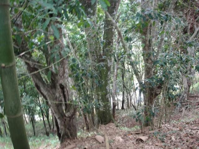 Terreno (Residencial) en Venta en El Hatillo, Distrito Metropolitano - 17