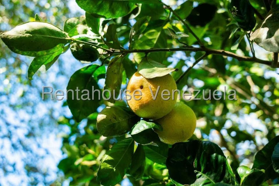 Casa (1 Nivel) en Venta en Sector La Chapa, Falcon - 33