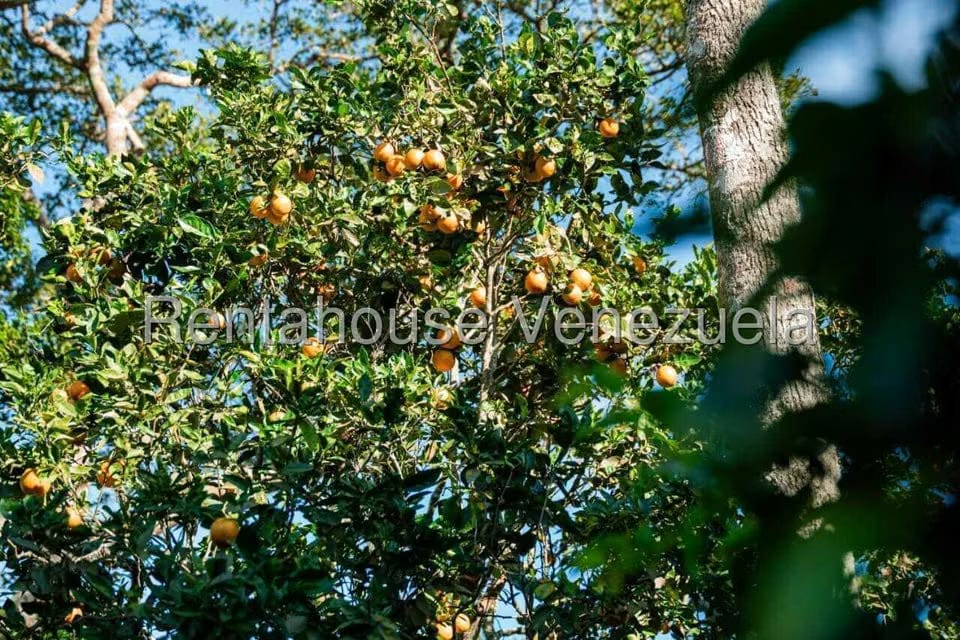 Casa (1 Nivel) en Venta en Sector La Chapa, Falcon - 8