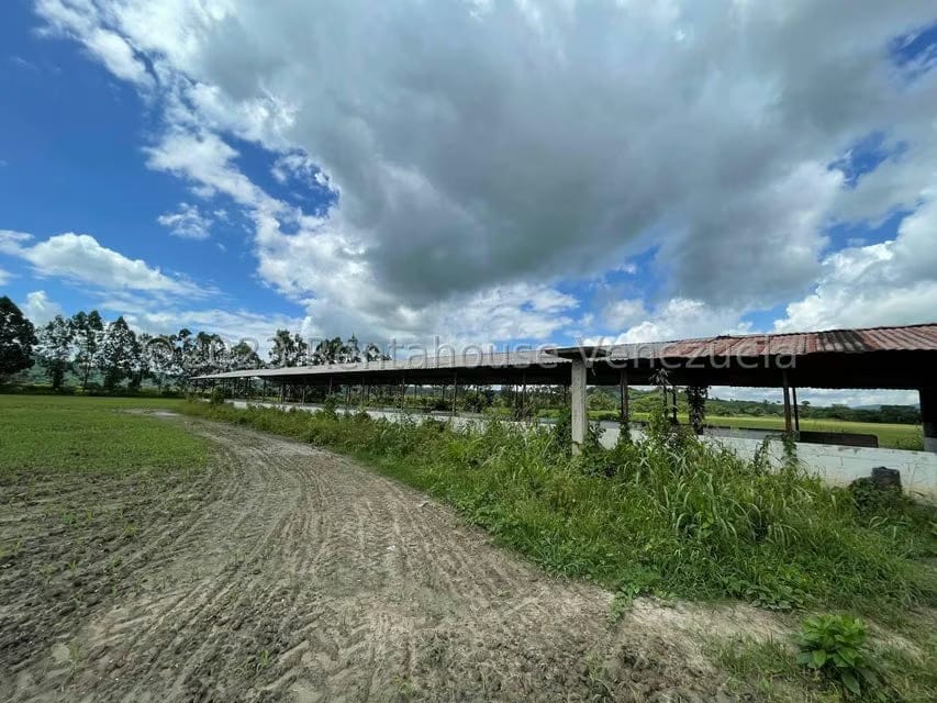 Terreno (Finca) en Venta en Municipio Peña, Yaracuy - 16