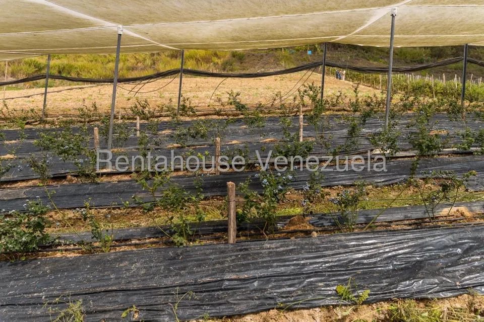 Terreno (Finca) en Venta en Municipio Guaicaipuro, Miranda - 19