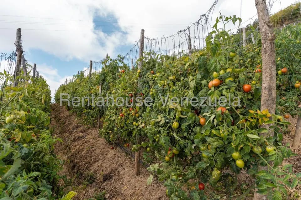 Terreno (Finca) en Venta en Municipio Guaicaipuro, Miranda - 24