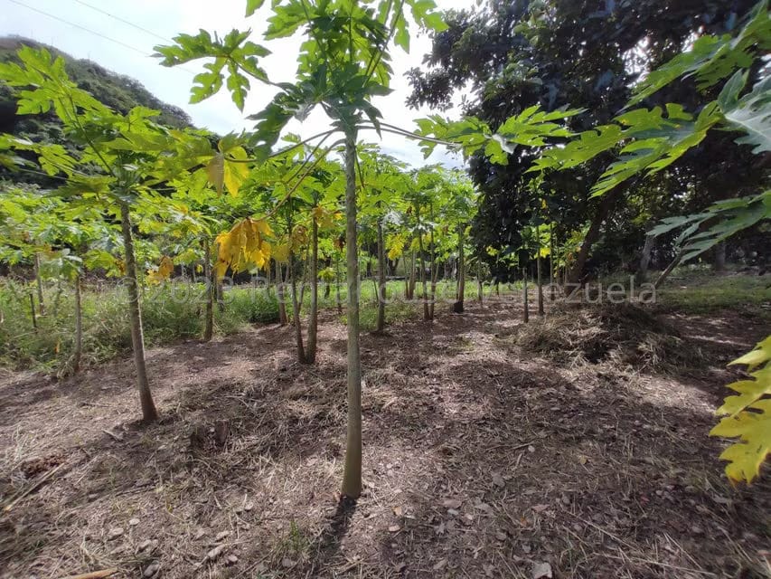 Casa (1 Nivel) en Venta en Asentamiento Campesino Santa Rosalia, Aragua - 16