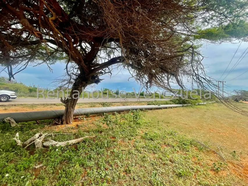 Terreno (Comercial) en Venta en Pueblo Nuevo, Falcon - 22